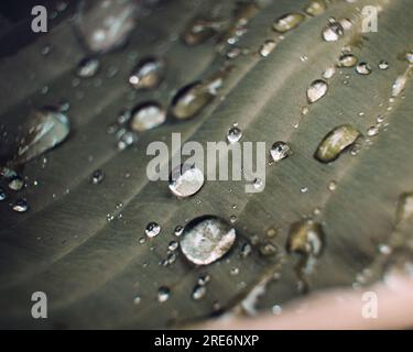Goccia di pioggia sulle foglie Foto Stock