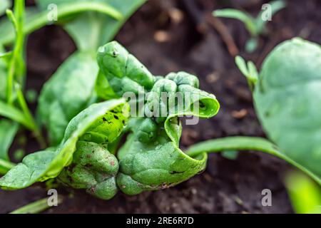 foglie di spinaci danneggiate in un letto da giardino biologico. L'infestazione da parassiti provoca la deformazione delle foglie e la comparsa di macchie sulle foglie. Foto Stock