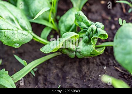 foglie di spinaci danneggiate in un letto da giardino biologico. Le piante infette sono evidenti e vengono trattate con insetticidi per combattere la questione. Foto Stock