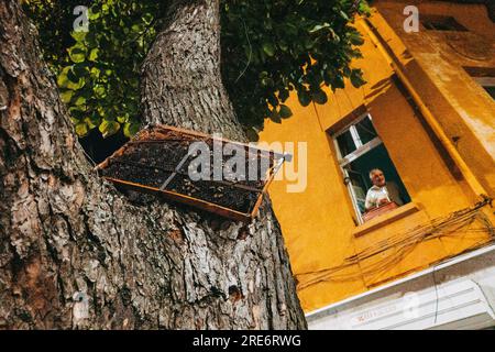 Una cornice di alveare legata a un albero in una strada pubblica nella città di Plovdiv, Bulgaria Foto Stock