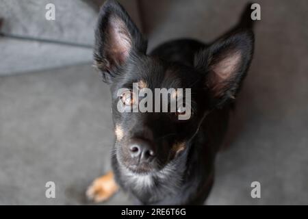 Ritratto di un grazioso cane nero che guarda la fotocamera Foto Stock