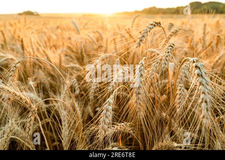 Orecchie mature di grano sullo sfondo del tramonto. Immagine dell'agricoltura. Foto Stock
