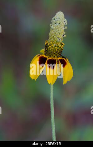 Cappello messicano, Ratibida columnifera Foto Stock