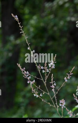 Ticktrefoil, Desmodium sp. Foto Stock