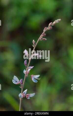 Ticktrefoil, Desmodium sp. Foto Stock