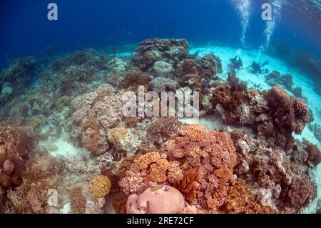 Subacquei sul fondo sabbioso da coralli duri, ordine Scleractinia, sito di immersione della parete occidentale, isola di Hatta, vicino a banda Island, mare di banda, Indonesia Foto Stock