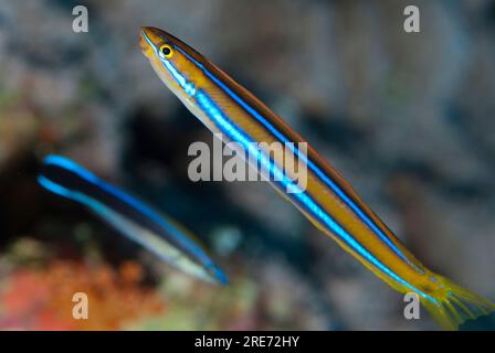 Bluestriped Fangblenny, Plagiotremus rhinorhynchos, con Bluestreak Cleaner Wrasse, Labroides dimidiatus, sullo sfondo, Tanjung Nore dive site, Rhun Foto Stock