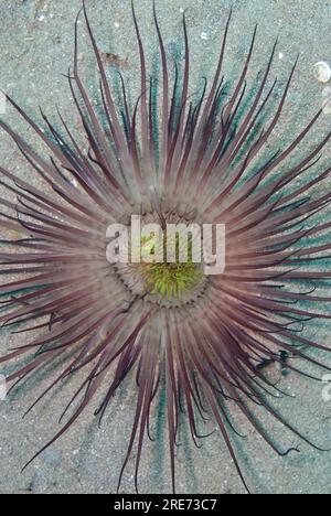 Tube Anemone, Cerianthus sp, on Sand, Aer Bajo dive site, Lembeh Straits, Sulawesi, Indonesia Foto Stock