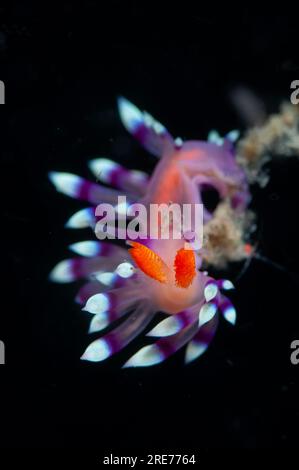 Molto desiderato Flabellina Nudibranch, Flabellina exoptata, sito di immersione Hairball, stretto di Lembeh, Sulawesi, Indonesia Foto Stock