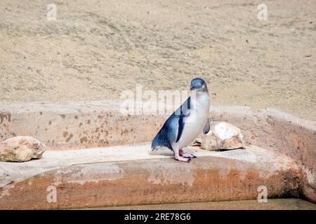 il pinguino fatato sta cercando il pericolo Foto Stock