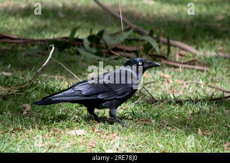 I Ravens australiani sono neri con gli occhi bianchi negli adulti. Le piume sulla gola (hackle) sono più lunghe che in altre specie, e un uccello tende a exte Foto Stock