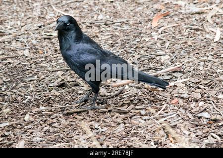 I Ravens australiani sono neri con gli occhi bianchi negli adulti. Le piume sulla gola (hackle) sono più lunghe che in altre specie, e un uccello tende a exte Foto Stock