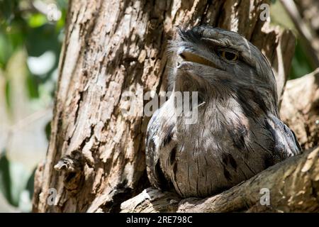 La frogmouth Tawny è grigio-argento, leggermente più pallida sotto, striata e chiazzata di nero e rufoso. L'occhio è giallo in entrambe le forme, e il largo, h Foto Stock