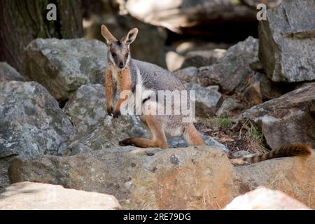 Questa è una vista laterale di un wallaby di roccia dai piedi gialli Foto Stock