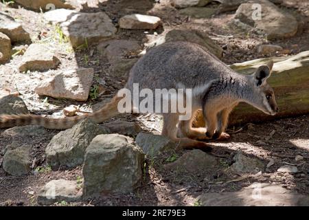 si tratta di una vista laterale di un canguro grigio occidentale che cammina sul wallaby erboso di roccia dai piedi gialli Foto Stock