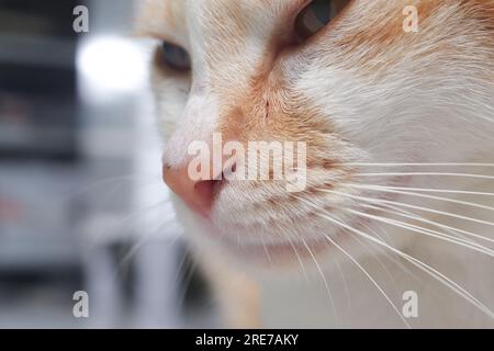 Macro shot di naso e bocca di gatto arancione. Immagini di messa a fuoco selettiva foto macro del naso e della bocca del gatto arancione. Immagini di messa a fuoco selettiva Foto Stock