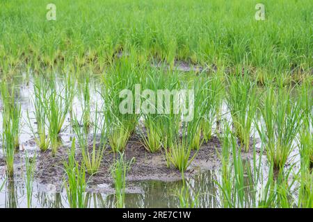 Campo di riso in fase precoce Foto Stock