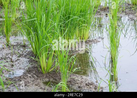 Campo di riso in fase precoce Foto Stock