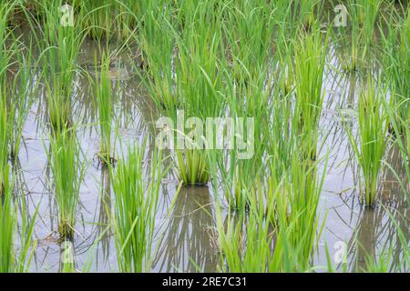 Campo di riso in fase precoce Foto Stock