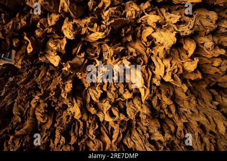 Il tabacco viene essiccato immagazzinandolo in una compagnia di sigari Vinales a Cuba. Sigari cubani fatti a mano con tabacco locale Foto Stock