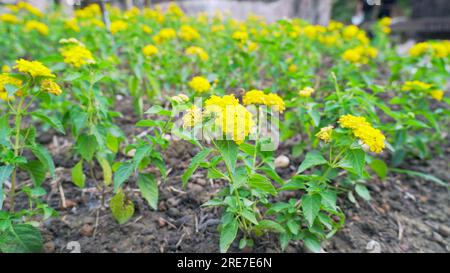 lantana gialla (Lantana camara) fiorita nel giardino. Le Lantanas sono famose per la fioritura di fiori colorati. Foto Stock