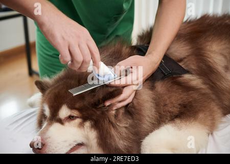 Immagine ravvicinata del rifinitore che toglie i capelli coagulati del cane samoiese Foto Stock