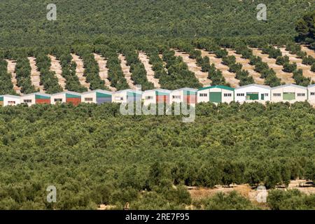 Oliveti della collina di Ubeda, Jaen, Andalusia, spagna, europa Foto Stock