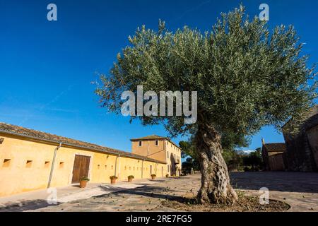 Public estate Son Real, Santa Margarida, Mallorca, Isole Baleari, Spagna, Europa Foto Stock