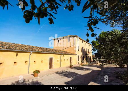 Public estate Son Real, Santa Margarida, Mallorca, Isole Baleari, Spagna, Europa Foto Stock