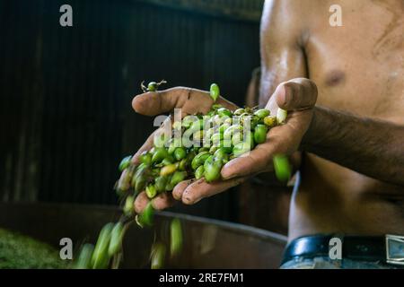 Cardamom Dryer, la Taña, zona di Reyna, dipartimento Uspantan, Guatemala, America centrale Foto Stock