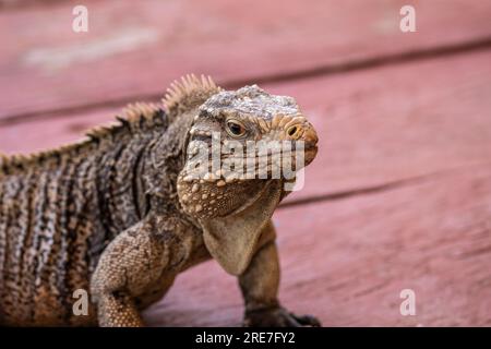 Iguana cubana nel dettaglio del muso, rettili marini su una spiaggia di Cuba. Lucertole caraibiche integrate con il turismo. Foto Stock