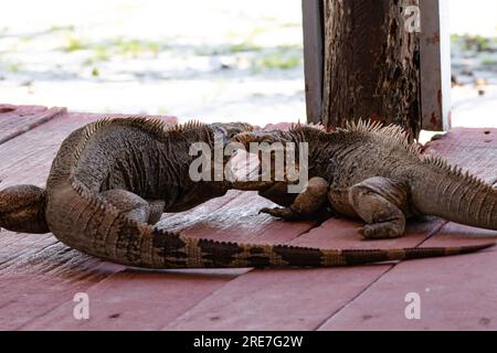 Due iguane combattono per il territorio su una spiaggia caraibica frequentata dai turisti. Iguana a Cuba Foto Stock