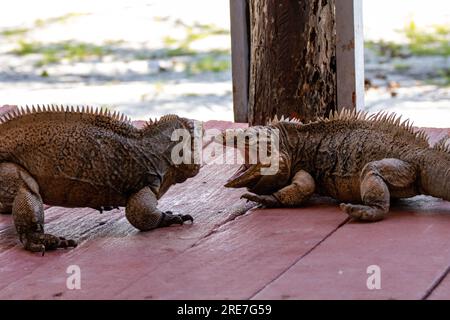 Due iguane combattono per il territorio su una spiaggia caraibica frequentata dai turisti. Iguana a Cuba Foto Stock