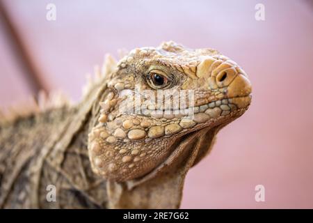 Iguana cubana nel dettaglio del muso, rettili marini su una spiaggia di Cuba. Lucertole caraibiche integrate con il turismo. Foto Stock