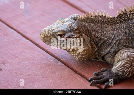 Iguana cubana nel dettaglio del muso, rettili marini su una spiaggia di Cuba. Lucertole caraibiche integrate con il turismo. Foto Stock