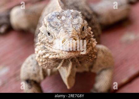 Iguana cubana nel dettaglio del muso, rettili marini su una spiaggia di Cuba. Lucertole caraibiche integrate con il turismo. Foto Stock