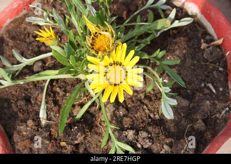 Cockscomb Gazania gialla (Gazania pectinata) con petali maculati neri : (pix Sanjiv Shukla) Foto Stock