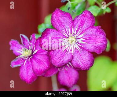 Klematis (Clematis ibrido), gruppo fiorito tardo "Ville de Lyon" Foto Stock