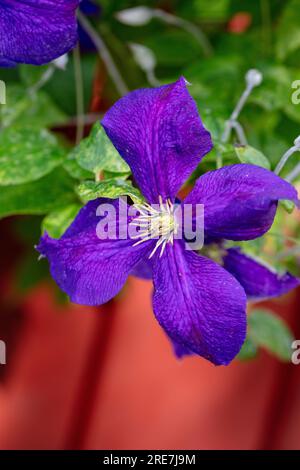 "Jackmanii" gruppo a fiore grande, klematis (ibrido Clematis) Foto Stock
