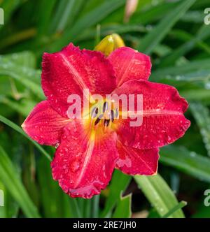 'Red Rum' Daylily, Daglilja (Hemerocallis) Foto Stock