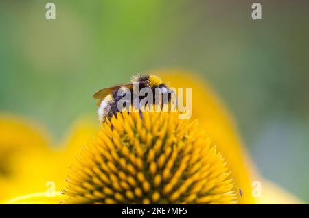 bumblebee con coda di rondine su fiore giallo Foto Stock