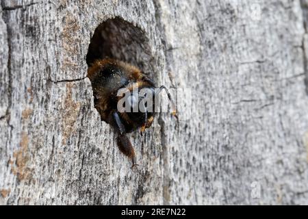 Holzbiene, Blaue Holzbiene, Männchen, an Neströhre, Niströhre a Totholz, Holz, Schlupf der Männchen, Blauschwarze Holzbiene, Große Holzbiene, Violett Foto Stock