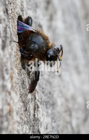 Holzbiene, Blaue Holzbiene, Männchen, an Neströhre, Niströhre a Totholz, Holz, Schlupf der Männchen, Blauschwarze Holzbiene, Große Holzbiene, Violett Foto Stock