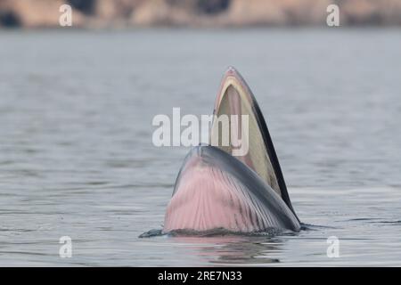 Balena dell'Eden (Balaenoptera edeni), in superficie marina, nutrizione, rifugio del porto interno, Sai Kung, Hong Kong, Cina Foto Stock