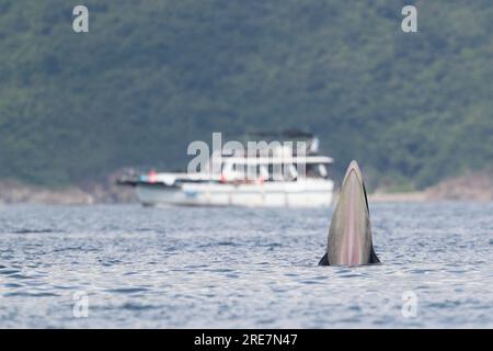 Balena dell'Eden (Balaenoptera edeni), in superficie marina, nutrizione, rifugio del porto interno, Sai Kung, Hong Kong, Cina Foto Stock