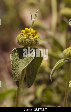 Phlomis fruticosa o "salvia di Gerusalemme" gemma e foglie sullo sfondo sfocato Foto Stock