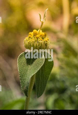 Phlomis fruticosa o "salvia di Gerusalemme" gemma e foglie sullo sfondo sfocato Foto Stock