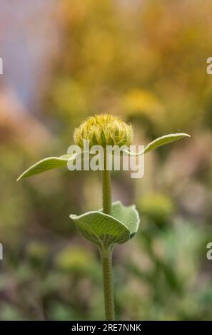 Phlomis fruticosa o "salvia di Gerusalemme" gemma e foglie sullo sfondo sfocato Foto Stock