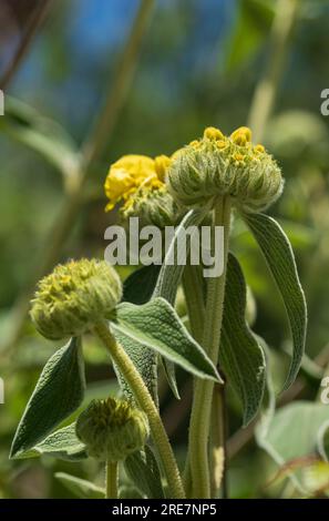 Piante della Salvia di Gerusalemme, Phlomis Purpurea Foto Stock