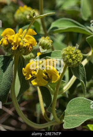 Phlomis fruticosa o "salvia di Gerusalemme" gemma e foglie sullo sfondo sfocato Foto Stock